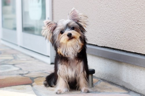 20210708_2489694-500x333