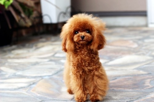 20210730_2497663-500x333