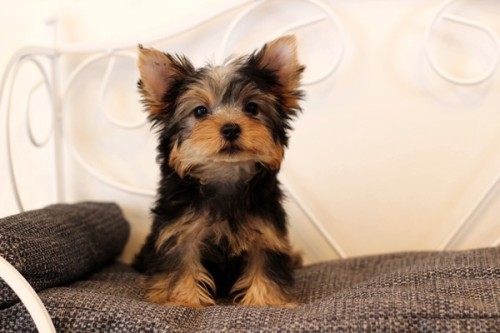 20220218_2559152-500x333