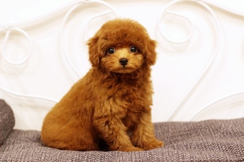 20221105_2991945-500x333