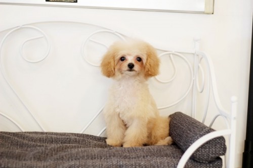 20231020_3149108-500x333