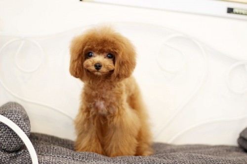 20231115_3153978-500x333