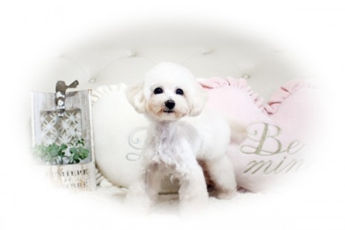 パパ マッシュ君