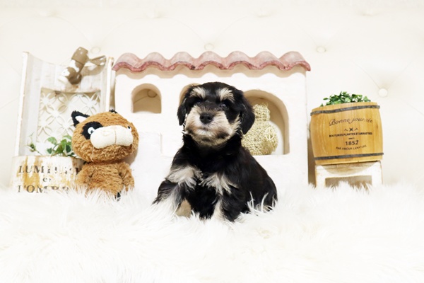 ミニチュアシュナウザー 1月4日生まれ ♂ ブラック＆シルバー②